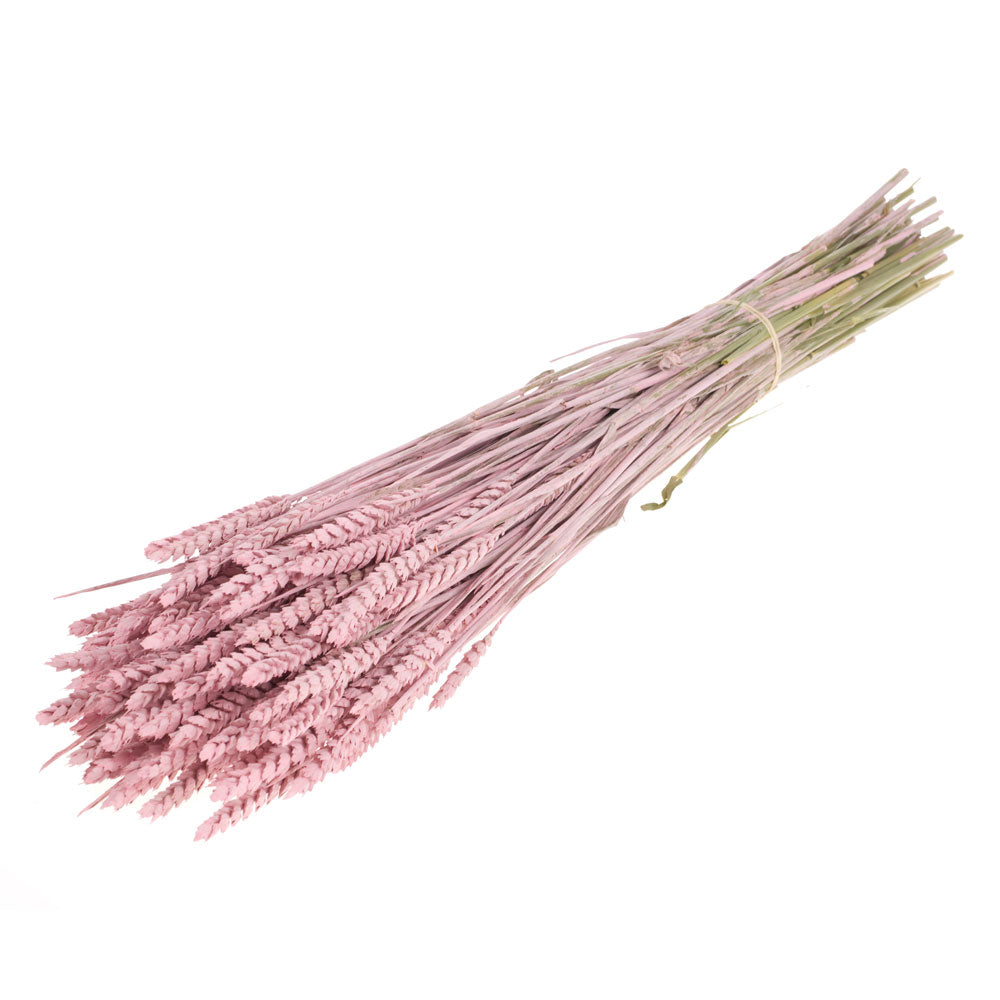 Pink Wheat Stem
