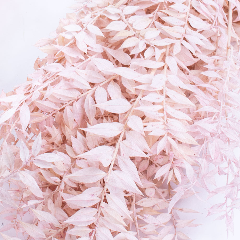 Ruscus - Light Pink