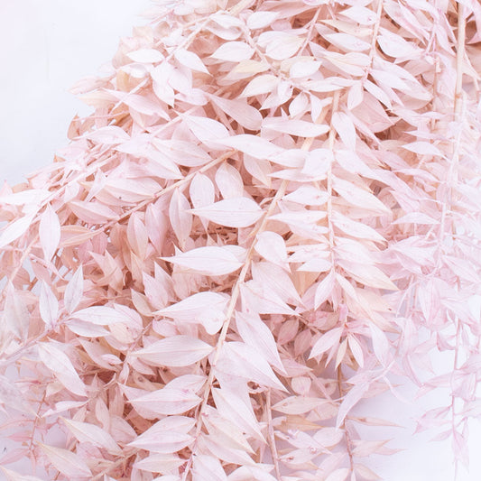 Ruscus - Light Pink